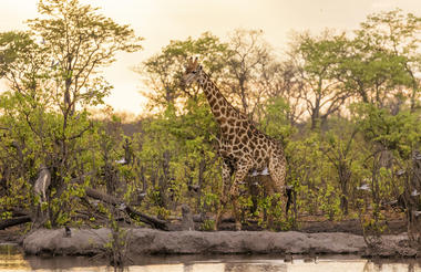 Wildlife